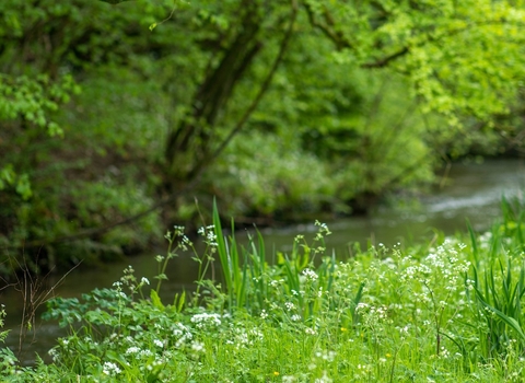 Lush grassland and woodland either side of a small river