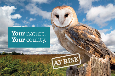 Your nature, your county barn owl