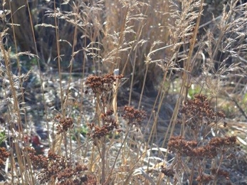 Ornamental grass and sedum seed heads in a Wiltshire garden