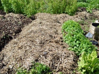 Potatoes bedded down with straw to protect them from Jack Frost's bite