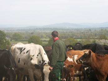 Chris and his cows at Ruddle Court farm