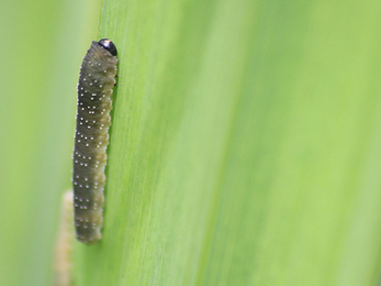 Iris sawfly larva