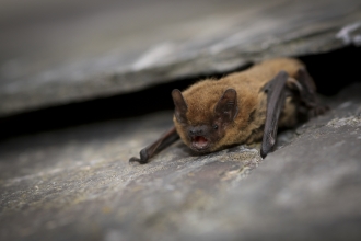 Common Pipistrelle Bat (C) Tom Marshall