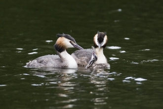 Great Crested Grebe (C) Damien Waters