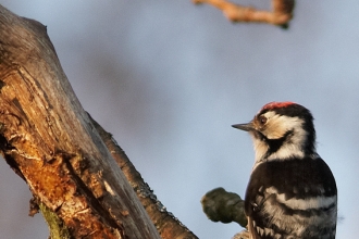 Lesser spotted woodpecker © Stefan Johansson.jpg