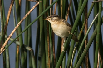 Wetland songbirds
