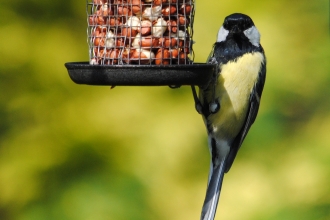 Great Tit on Feeder (c) Amy Lewis