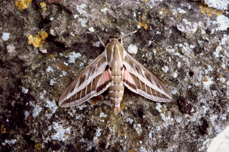 Striped hawk moth found at Greystones Farm nature reserve June 2012