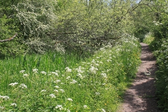 Footpath along canal in Sapperton Valley. Photo by Katherine Keates