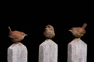 Three wrens sitting on wooden posts