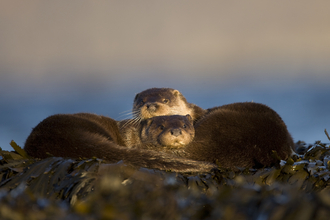 Two_otters_together_ontop_of_seaweed