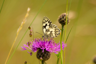 Marbled white butterfly on knapweed at Daneway Banks