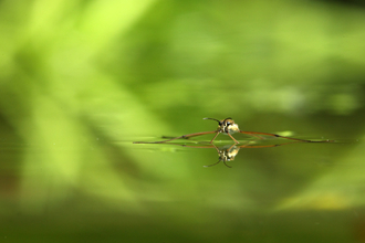 A pond skater on the surface