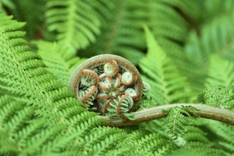 A young fern unfurling 