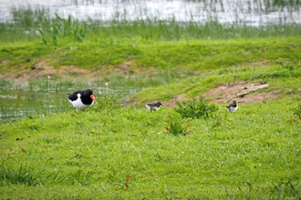Oystercatcher and chicks at Coombe Hill nature reserve
