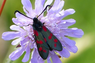 6-spot burnet moth at Daneway Banks 