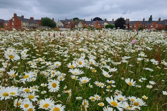 Blooming wildflower meadows in Cirencester as a result of the ERDF project work