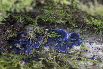 Cobalt crust (Terana caerulea) fungi