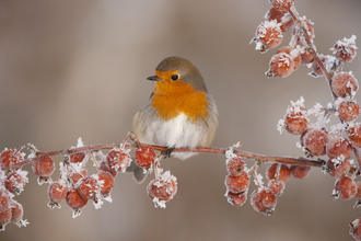 Robin perched on crab apples in winter 