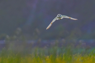A barn owl with wings open flying over a green field