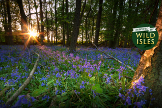 Bluebells in the forest with sunset - inspired by Wild Isles
