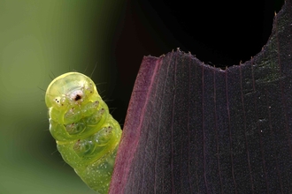 Brimstone caterpillar (c) Robert Bryant