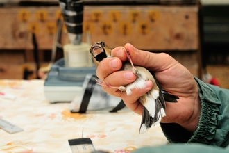 Bird being held in a workshop, one handed