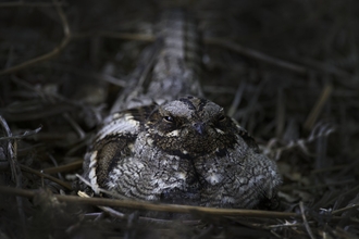 A nightjar nesting on the ground. 