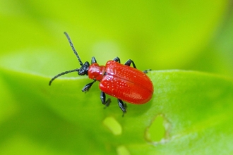 Red Cardinal Beetle on a leaf