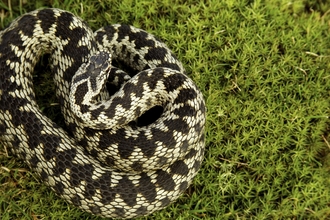 An adder curled up on the ground.