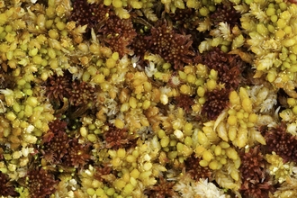 A close-up of Sphagnum moss