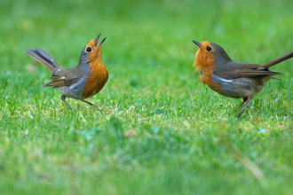 pair of robins