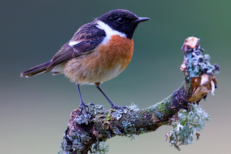A male stonechat standing on a branch