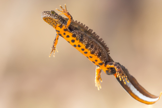 A great crested newt showing its speckled orange belly
