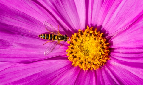 Insect on purple flower