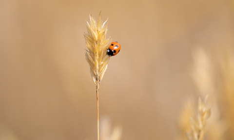Ladybird on cereal crop