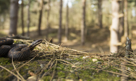 An adder on the left on top of some twigs, with trees in the background