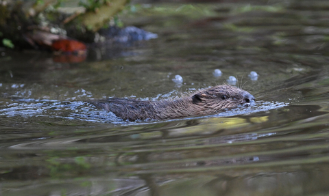 beaver kit in water
