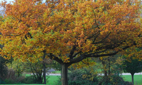 Oak tree