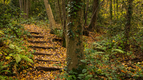 Steps through a woodland littered with autumn leaves