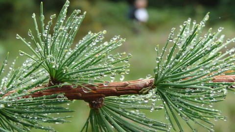 Dew on pine fronds