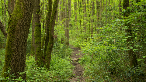 Forested path at Collin Park Wood
