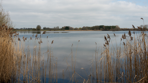 Reeds and rushes at the edge of Roundhouse Lake