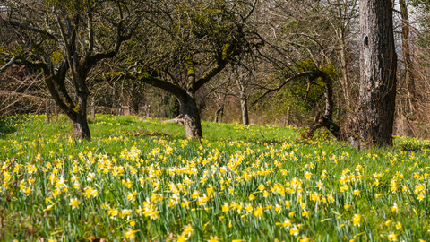 Wild daffodils at Gwen & Vera's Fields