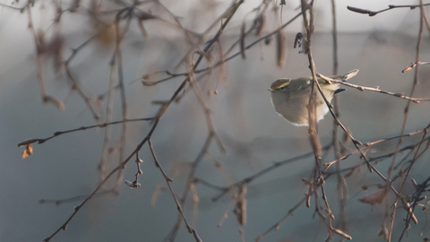 A yellow-browed warbler perched on a twig. It's a small warbler with a whitish belly and mossy green back, with a bright yellow stripe over the eye