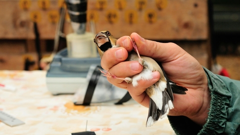 Bird being held in a workshop, one handed