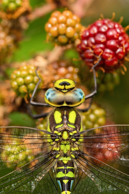 Southern hawker dragonfly (c) Mark Cox