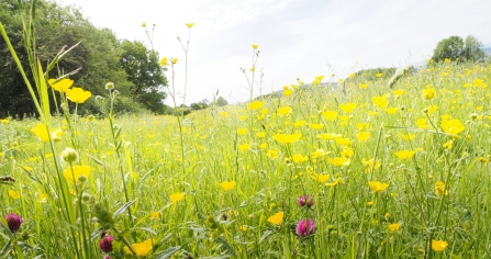 Yellow and pink wildflower field at Crickley Hill