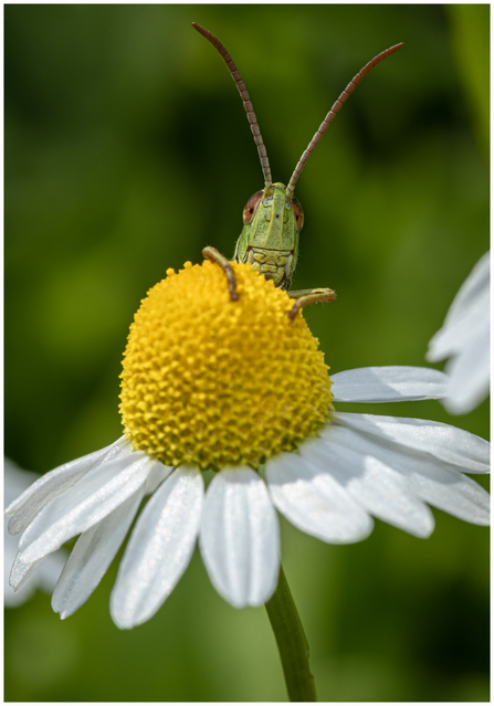 A grasshopper peeking from behind a ox-eye daisy 