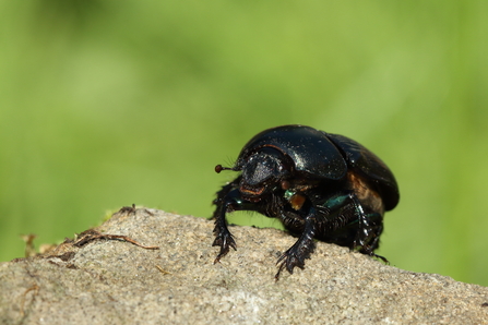 Common Dumble Dor (Dung beetle)